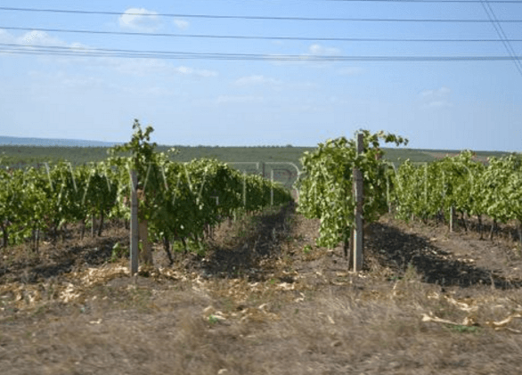 Peste 300 de plantaţii de viţă-de-vie au fost înregistrate în Registrul Vitivinicol