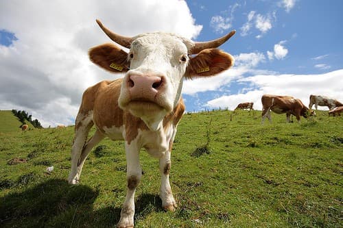 Во Франции 11 производителей молочной продукции оштрафовали на 193 млн евро