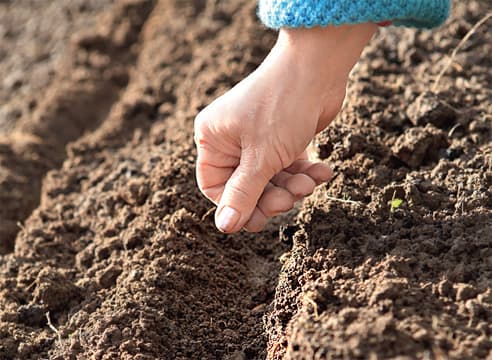 Experţi coreeni au instruit agricultorii din regiunea de sud