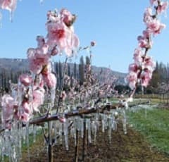 Финансовая поддержка сельхозпроизводителям, пострадавшим от заморозков в 2016 г.