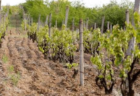 В Костештах откроется первый в Молдове цех по сортировке и упаковке винограда