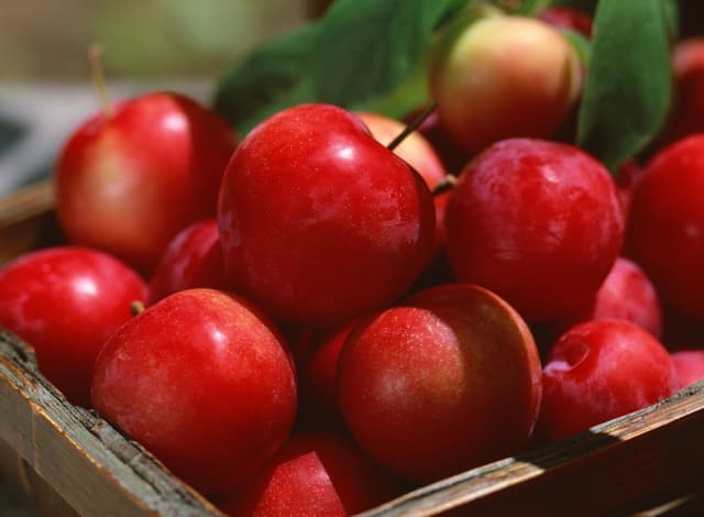 Молдавские фермеры распродали яблоки по высоким ценам