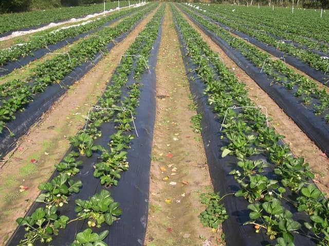 FAO va acorda fermierilor moldoveni asistență în combaterea organismelor dăunătoare