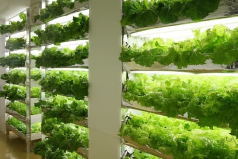 Cultivarea legumelor cu frunze anul împrejur are perspective