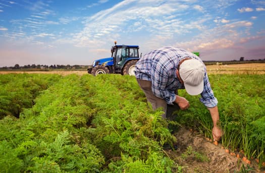 Изменение цен на сельхозпродукцию в первом полугодии 2015 года