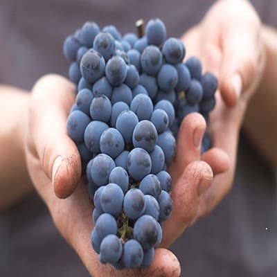 Новая программа развития виноделия в Молдове