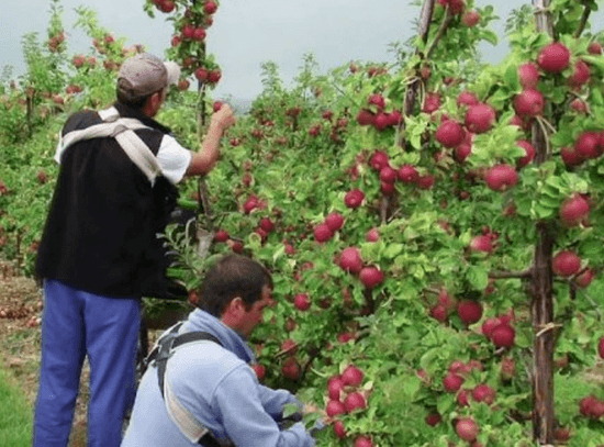 Парламент ратифицировал договор о финансировании проекта ”Livada Moldovei”