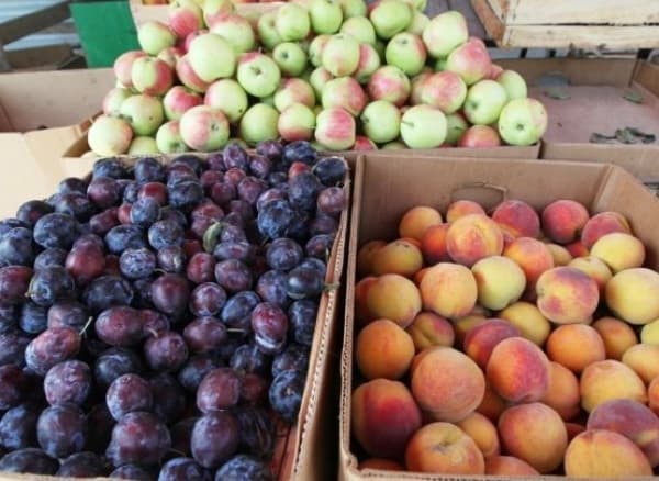Крупнейшие торговые сети в России возобновят закупку молдавских яблок, слив и винограда