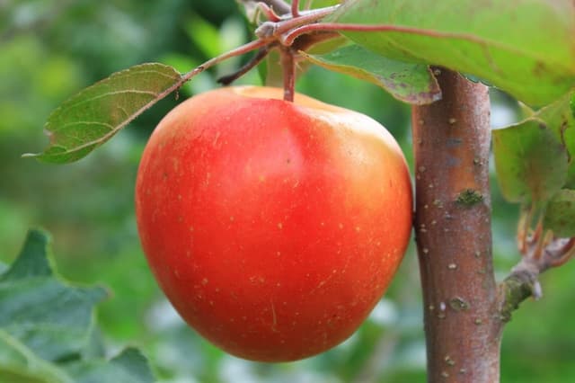 Costurile în subsectorul pomicol: actul de consum al materialelor