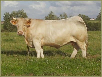 Producția animalieră crește cu 6%, iar acea vegetală scade cu 15%, în prima jumătate a anului curent