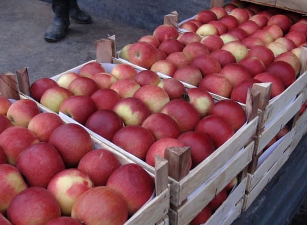 Fructele moldovenești sunt așteptate în regiunea Moscova