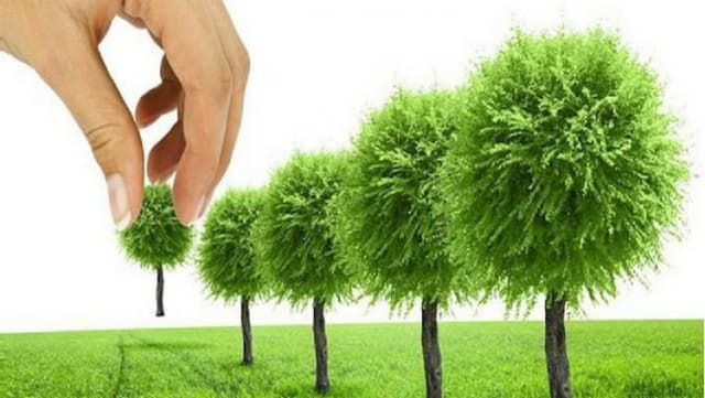 Процедура списания и раскорчевки многолетних насаждений упрощена