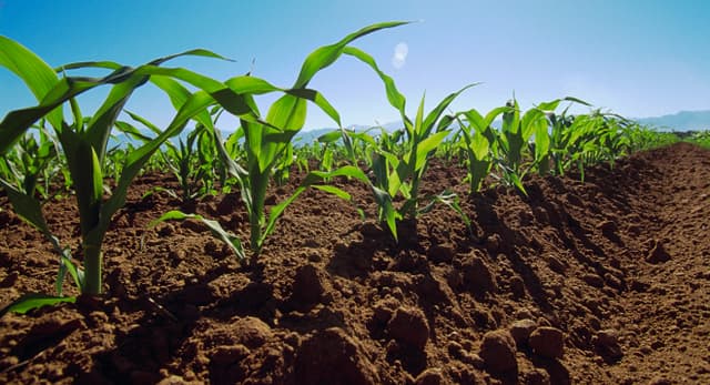Asistență externă pentru agricultură performantă