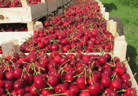 Republica Moldova a reluat exporturile de fructe pe piaţa rusă, la un an de la introducerea embargoului