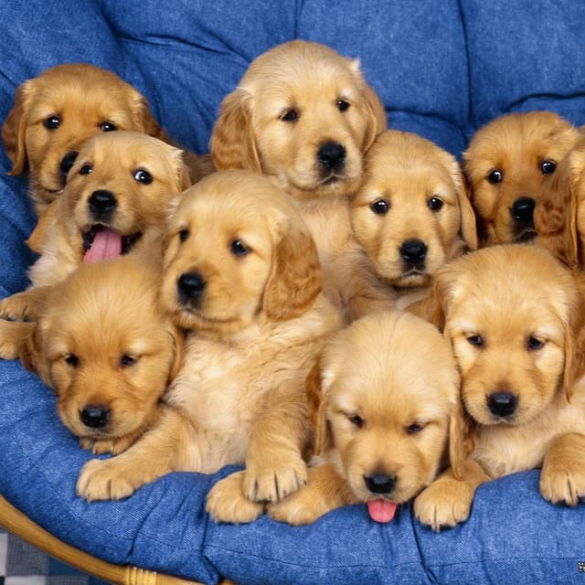 În capitală vor fi aplicate taxe pentru animalele de companie