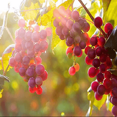 Alocații pentru dezvoltarea viticulturii