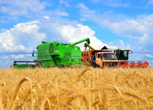 În raioanele din nordul ţării a început recoltarea cerealelor