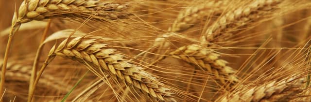 În stânga Nistrului a fost recoltată o cantitate de cereale mai mare decât anul trecut