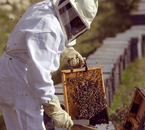 Timpul şi costurile pentru certificările necesare exportului de miere în UE vor fi reduse la jumătate