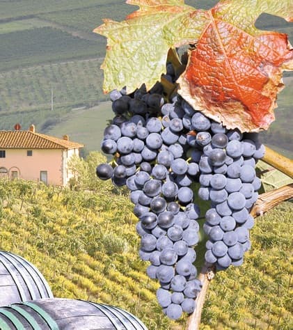 Calamităţile nu au afectat roada de struguri, iar preţul de achiziţie a crescut