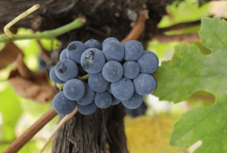 3 companii vinicole au accesat credite de 1 milion de euro pentru achiziționarea strugurilor tehnici