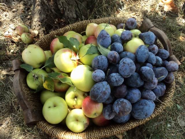 Compensații în primul rînd pentru  producătorii de prune și mere de vară