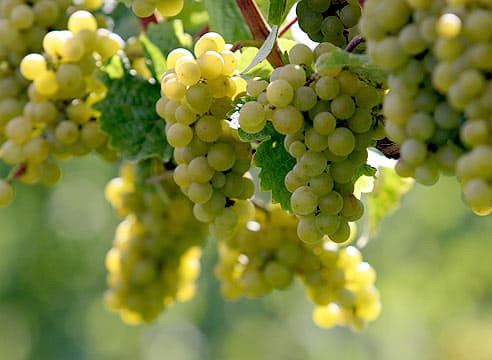 Экспорт винограда и слив из Республики Молдова в Румынию существенно вырос