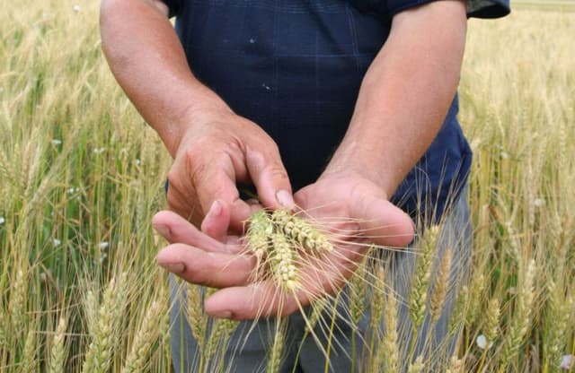 Agricultura şi dezvoltarea rurală devin domenii prioritare pentru R. Moldova