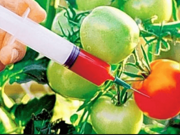 Fiecare țară din UE are dreptul să interzică sau să aprobe cultivarea organismelor modificate genetic