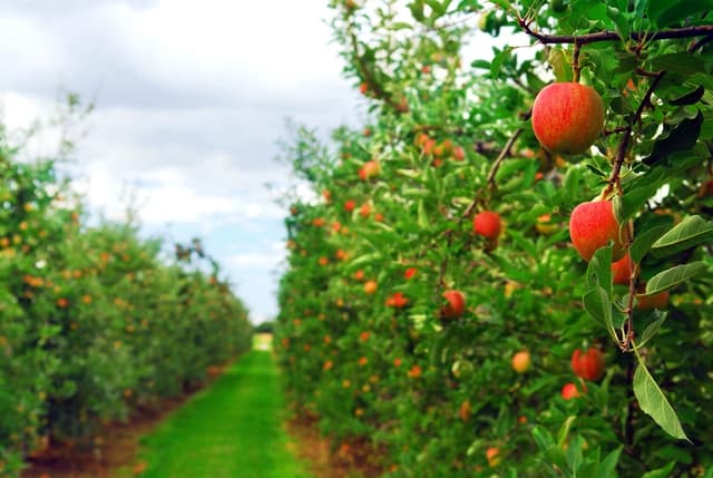Olanda va ajuta la modernizarea horticulturii în Moldova