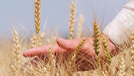 Сельхозпроизводители просят не применять к ним  штрафы за несвоевременную уплату налогов