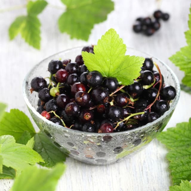 Фермеры, выращивающие смородину, лишатся государственного субсидирования