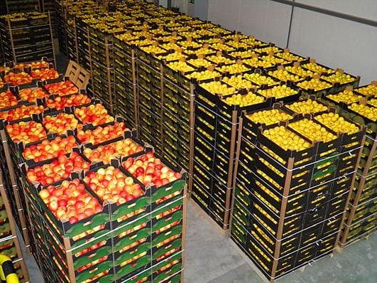 Moldova va spori volumul livrărilor de fructe în Rusia pînă la 100 de mii de tone