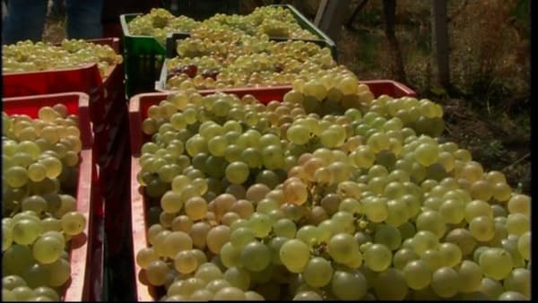 Modificarea contului trezorerial pentru acumularea mijloacelor financiare în Fondul Viei şi Vinului