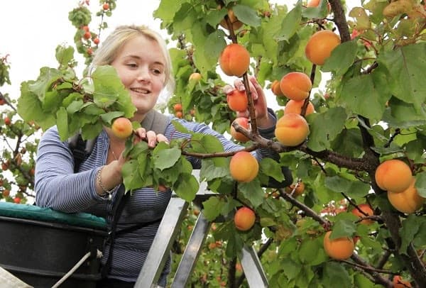 Zilierii și formularul IRM19