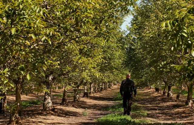 Va fi eliminată taxa de 1,5% la exportul nucilor