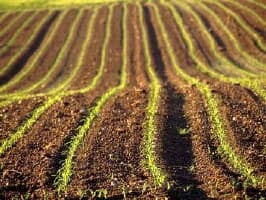 Implementarea Programului de sporire a fertilităţii solurilor va costa 35 mln de lei
