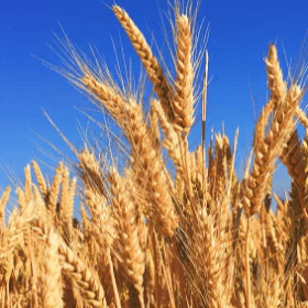 Strategia securității alimentare: evitarea potențialelor crize