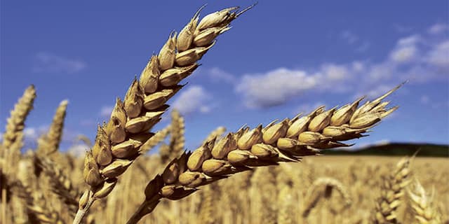 Slusari: Fermierii, alertați că ar putea să nu înregistreze venituri din recolta de grâne