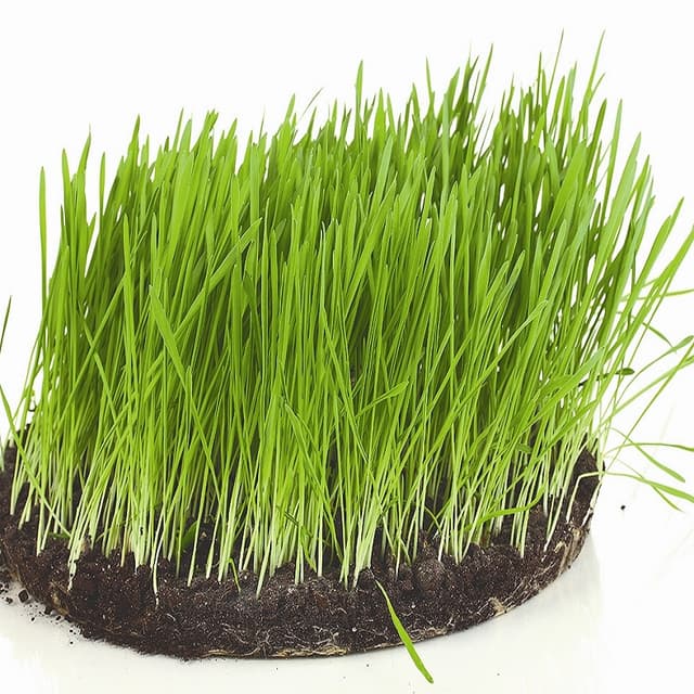 Regulile de vânzare-cumpărare a pământului pot fi modificate