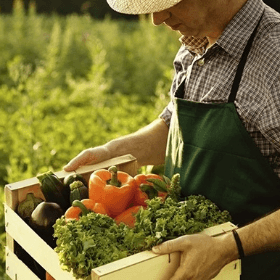 Prețurile producătorului în agricultură