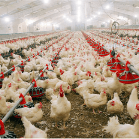 Entitățile avicole. Modul de instituire a centrelor de responsabilitate