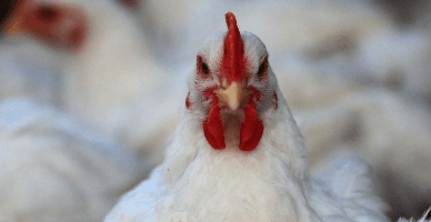 Perfecționarea documentelor primare și centralizatoare aferente proceselor de producție în avicultură conform tehnologiilor aplicate 