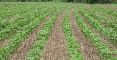 Programul de granturi post-investiționale destinate managementului durabil al terenurilor: apelul III a fost lansat