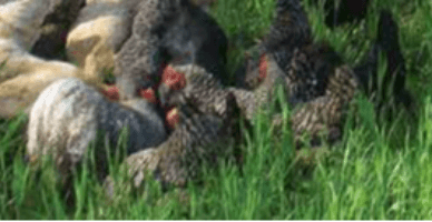 Sectorul avicol: evaluarea inițială și curentă a fluxurilor de păsări