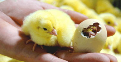 Perfecționarea documentelor în colectarea ouălor și determinarea adaosului greutății vii a păsărilor