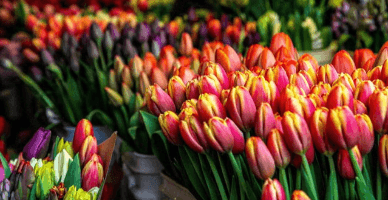 SFS va monitoriza activitatea contribuabililor din domeniul comerțului cu flori și HoReCa în perioada 7-8 martie 2024