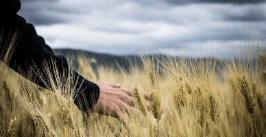 Creditele garantate de stat pentru agricultori: contractul privind modificarea termenului de stingere a obligației fiscale prin amânare sau eșalonare