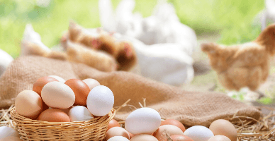 Determinarea capacității normale de producție, divizarea CIP în variabile și constante și repartizarea acestora în avicultură