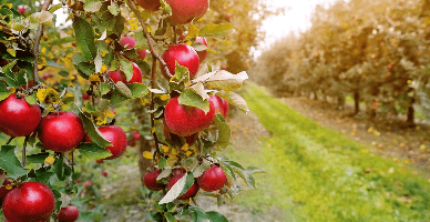  Contabilizarea costurilor de defrișare a livezilor aflate în proprietate privată sau primite în arendă de la un proprietar privat